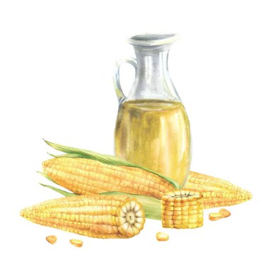 Cam kavanozda mısır yağı, şişe. Taze mısır, kabuklu mısır koçanı, koçanlarını ve çekirdeklerini kes. Yemek kompozisyonu. Elle çizilmiş suluboya çizimi ürün etiketi için arkaplandan izole edilmiş