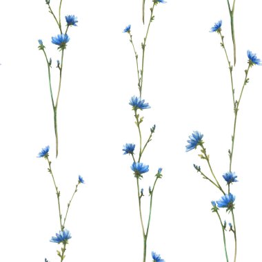 Mavi Chicory kır çiçeği. Çiçekli ve tomurcuklu tarla bitkisi. Suluboya Cornflower el çizimi. Kumaş ve duvar kâğıdı için botanik gerçekçiliği. Arka plandan izole edilmiş