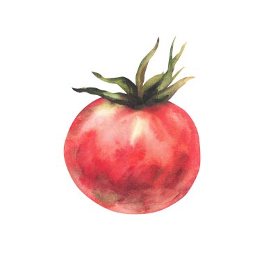 Kırmızı domates. Olgun sebzeler, yeşil saplar, yapraklar. El çizimi gerçekçi domates suluboya çizimi. Gıda ambalajı, mutfak ve botanik tasarımları için arka plandan izole edilmiş tırman