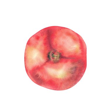 Domates üst görünümü. Suluboya yakın plan bir kırmızı sebze. Sulu olgun domates meyveli el çizimi. Yemeğiniz için tırmanın, bahçe hasadı etiketi tasarımı, baskısı. beyaz arkaplandan izole.