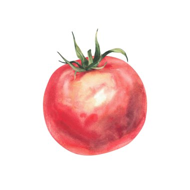 Suluboya kırmızı domates. Olgun sebzeler, yeşil saplar, yapraklar. El çizimi gerçekçi domates çizimi. Gıda ambalajı, mutfak ve botanik tasarımları için arka plandan izole edilmiş tırman