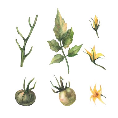 Olgunlaşmamış meyve, yeşil yaprak ve sarı çiçeklerle dolu domates bitkisi. Suluboya botanik tarım sebzeleri. Gerçekçi el çizimi illüstrasyon. Arka plandaki çiftlikten izole edilmiş.