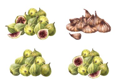 İncirli meyve seti. Suluboya boyalı olgun, sulu taze ve kuru incir yığını. Bütün ve dilimlenmiş meyve topladım. Yiyecek, fiyat etiketi, kozmetik, reçel etiketi. Resim arkaplandan izole edildi