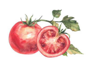 Kırmızı domates sebzeler beyaz üzerine izole edilmiş suluboya resimleme dalları. Tam ve yarım dilimlenmiş yeşil yapraklı meyve. Elle çizilmiş gıda taslağı Çiftlik plakaları için gerçekçi klişe Eko ürün etiketi, menü