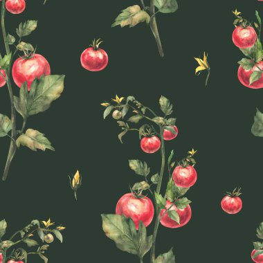 Kırmızı domates suluboya, yeşil yapraklı ve sarı çiçekli dikişsiz bitki kökü. Suluboya botanik tarım sebzeleri. Koyu arkaplanda izole edilmiş gerçekçi el çizimi