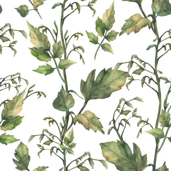 Domates, yapraklı, meyvesiz ve çiçeksiz yeşil gövde eker. Suluboya botanik tarım, tarım gerçekçi kumaş. El çizimi resimleme arkaplandan izole