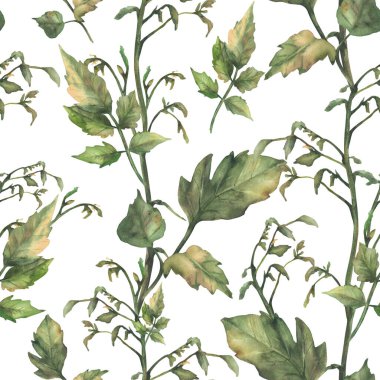 Domates, yapraklı, meyvesiz ve çiçeksiz yeşil gövde eker. Suluboya botanik tarım, tarım gerçekçi kumaş. El çizimi resimleme arkaplandan izole