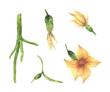 Sarı çiçekli salatalık, olgunlaşmamış mini sebzeler, kök ve tomurcuklar. El yapımı suluboya. Çeşitli olgunlaşma aşamalarında yeşil meyve. Gerçekçi bahçe çiftliği tırmanışı arka planda izole