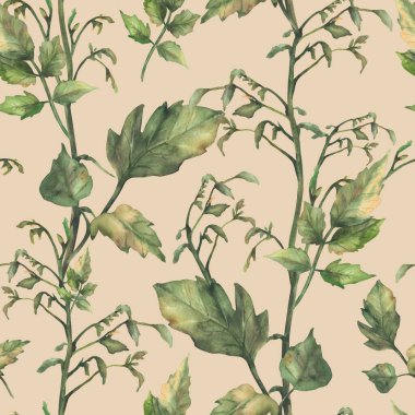 Domates tohumu, yaprakları pürüzsüz asma. Meyvesiz ve çiçeksiz gerçekçi bitki suluboya botanik tasarımı, izole edilmiş bej arka planda duvar kağıdı çizimi