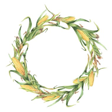 Mısır bitkisi çelengi. Mısır koçanı, çiçek ve yapraklarla altın mısır tarlası sapı, kabuk dairesi çerçevesi. Botanik suluboya gerçekçi bir klişe. Yağ etiketi için arkaplan illüstrasyonundan izole.