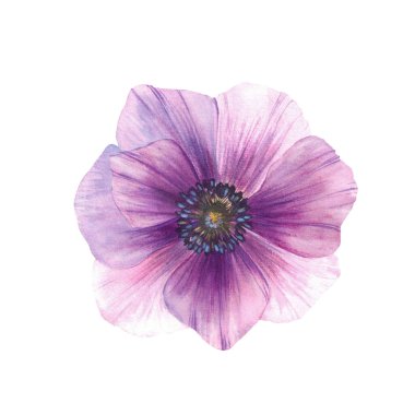 Suluboya şakayık çiçeği. Mor rüzgâr çiçeğinin el boyaması çizimi. Çiçek unsuru, düğün davetiyeleri, anneler günü tebrik kartları, botanik derleme kitapları için beyaz arka planda izole edilmiş. 
