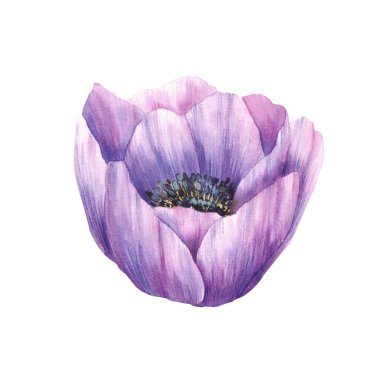 Mor çiçek. Anemone elle suluboya gerçekçi çizimler yaptı. Mor tomurcuklar, davetiyeler için çiçek, tebrik kartları, düğün. Arka plandaki botanik kırpma parçasından izole edilmiş 