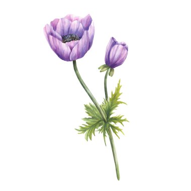 Eflatun şakayık çiçeği, eflatun gerçekçi tomurcuklu, saplı ve yapraklı. Çiçekli menekşe bitkisi davetiyeler, selamlama ve düğün kartı için mükemmel. Beyaz arkaplandan izole edilmiş suluboya elle boyanmış