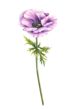 Saplı ve yeşil yapraklı suluboya mor Anemone çiçeği. İzole edilmiş arka planda pembe ve mor tomurcuk. Selamlama, davetiye ve çiçek tasarımı için gerçekçi el resmi..