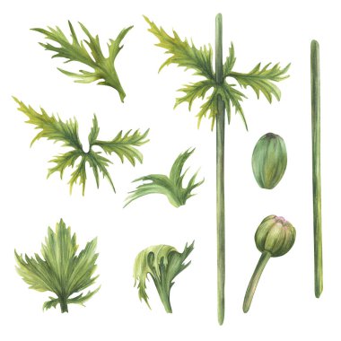 Yeşil saplı, yaprak ve tomurcuklar şakayık ya da gelincik çiçeklerinden yapılmış. Elle boyanmış suluboya. Davetiyeler, tebrik kartları, çiçek tasarımı için gerçekçi botanik malzemeleri. Beyaz arkaplandan izole edilmiş