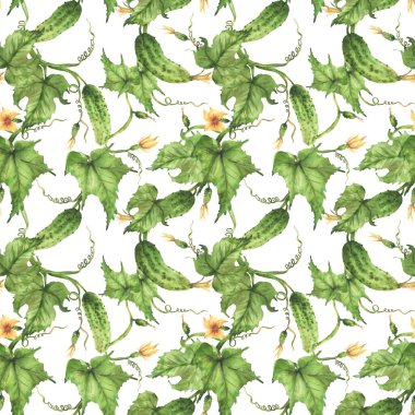 Suluboya salatalık desenli. Sebze, çiçek, tomurcuk ve kıvırcık filizlerle yetişen bitki. El, izole edilmiş beyaz arka planda tarım ambalajı ve kumaş baskısı için çizimler yaptı.