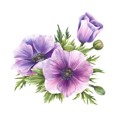 Mor Anemone Suluboya Çiçekleri. Rüzgarçiçekleri pembe leylak ve yeşil tomurcuklar izole edilmiş. Düğün, doğum günü, sevgililer günü kartı tasarımı için bir demet çiçek. El çizimi illüstrasyon