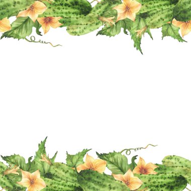 Sarı çiçekli, yapraklı, tomurcuklu ve bukleli dikişsiz salatalıklar. Suluboya gerçekçi illüstrasyon eli arka plandan izole edilmiş bitkisel sebze hasat deseni çizdi