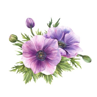 Anemone suluboya mor çiçek buketi. Rüzgarçiçekleri pembe ve yeşil tomurcuklar yaprak izole edilmiş. Düğün için bir demet çiçek, doğum günü, tebrik kartı çiçek tasarımı. El çizimi illüstrasyon