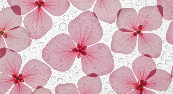 Sayısız küçük su damlacıklarıyla süslenmiş saydam pembe ortanca yapraklarının makro görüntüsü. Yapraklar daha büyük ve temiz su kabarcıklarıyla dolu beyaz bir arkaplan üzerinde örtüşürler..