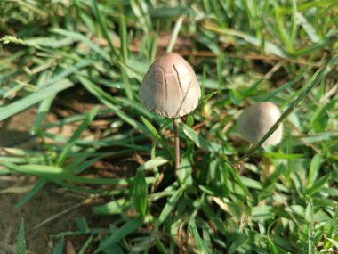 Netural mantarlar ve renkli otlar.