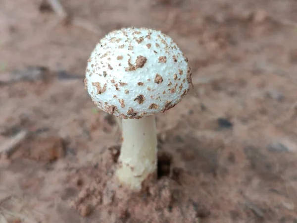 Poisonous Mushrooms Nature Beautiful — Stock Photo, Image