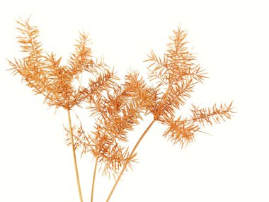 Beyaz Arkaplanda Kurumuş Çiçekler.