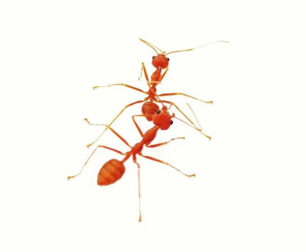 Red ants on white background.