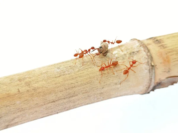 Red ants on white background.