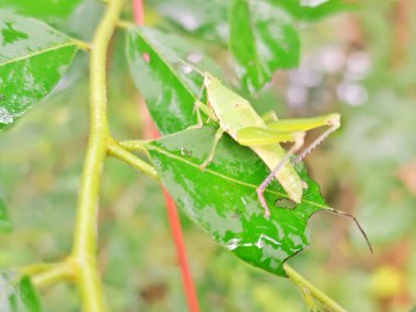 Yeşil çekirge yaprağın üzerine tünemiş..