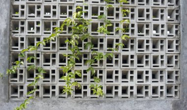 Duvarda yeşil yapraklar