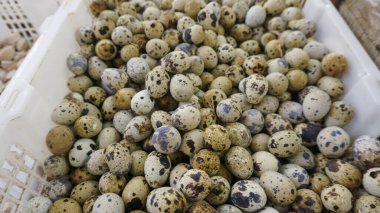 Plastik bir kutuda bıldırcın yumurtası yığını.