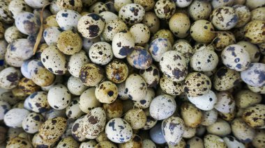 Taze çiğ bıldırcın yumurtalarının yakın görüntüsü