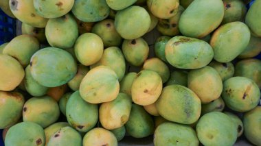 yeşil mango meyvelerinin arka planı