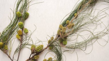 Beyaz arka planda Noel ağacı dalları