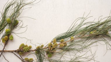 beyaz zemin üzerinde Noel ağacı dalı