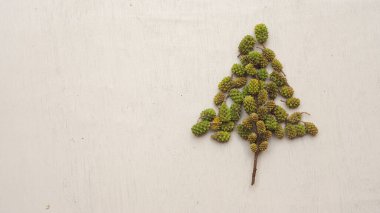 Gri beton zeminde yeşil çam dalı.