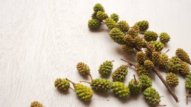 Beyaz arka planda taze kozalaklar, üst manzara. Metin için boşluk. Noel arkaplanı, düz uzanma.