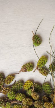 Beyaz arka planda Noel ağacı dalları