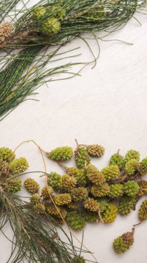 Yeşil Çamın dalları beyaz bir arka plan üzerinde koniler ile