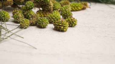 Beyaz arkaplanda yeşil çam kozalakları