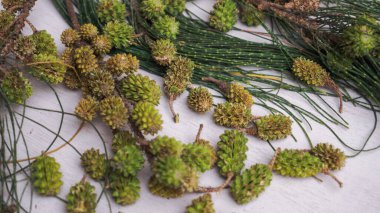 Beyaz arka planda koni ve iğneler, kozalaklar, kozalaklar, kozalaklar, çam kozalakları, kozalaklar, kozalaklar. Doğal doğal.