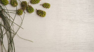 yeşil çam kozalakları ve dallar