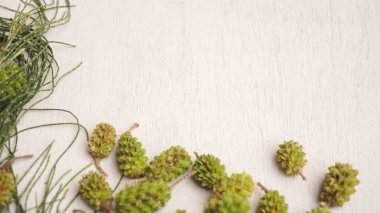 Taze çam dalları ve koniler