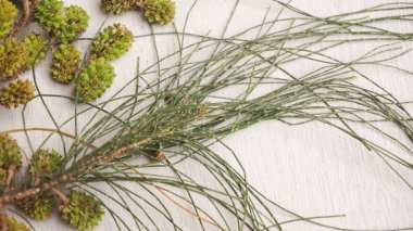 Cemara Düzeni (Casuarina equisetifolia) bitkisinin meyve ve yaprakları. Avustralya çamı ve plaj meşesi de denir..