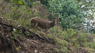 Ormanda geyik, vahşi yaşam hayvanları