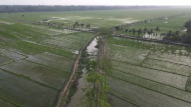 Endonezya 'nın pirinç tarlaları ve tarlaları