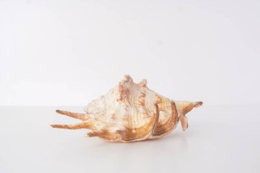 Beyaz arka planda taze deniz kabuğu.