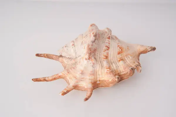 beyaz arka planda deniz kabuğu