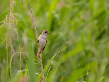 Bir Great Reed Warbler sağlam bir musluğun üzerine tünemiş, etrafını keskin bir gözle gözlemliyor. Onun melodik şarkısı havayı dolduruyor..